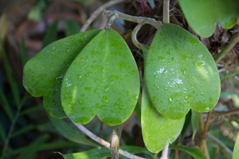 Closeup of Damp Leaves of a Valentine Hoya