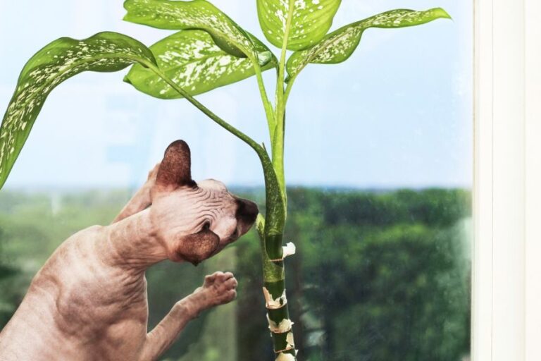 Curious Cat Sniffing the Stem of a Dieffenbachia