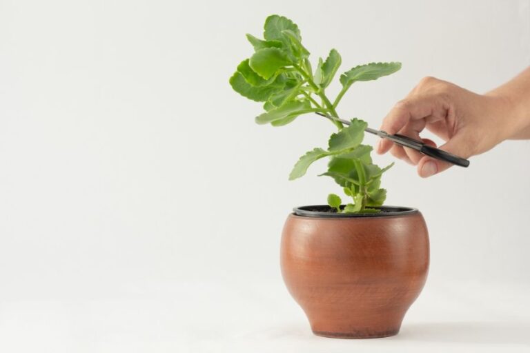 Cutting or Trimming a Kalanchoe