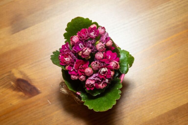 Dark Pink Blooms on a Calandiva in a Pot on the Floor