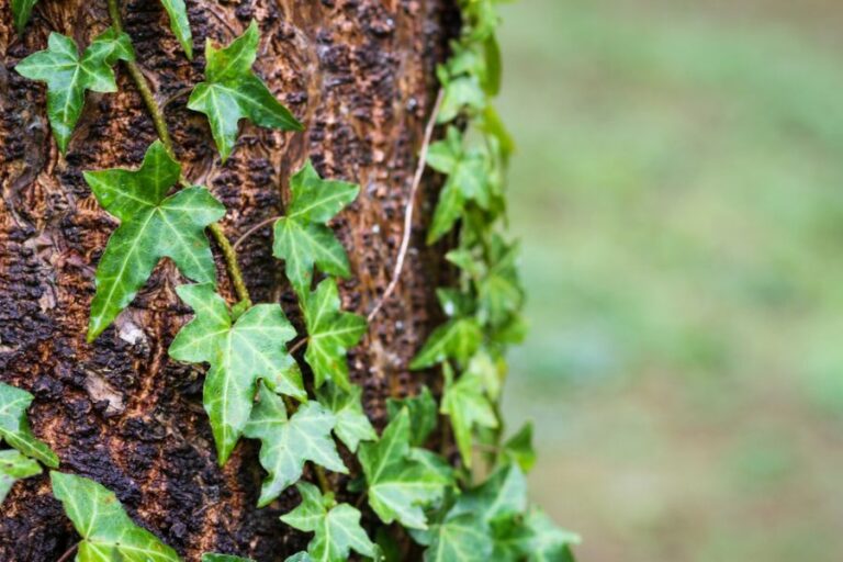 English Ivy on the Side of a Tree