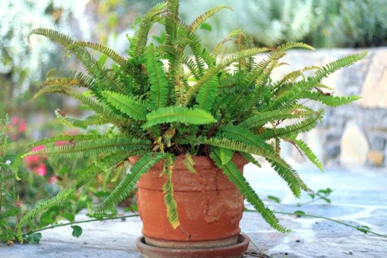 Fern in Clay Pot With Several Brown and Yellow Fronds