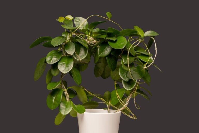 Hoya carnosa australis in a White Pot With a Circular Trellis