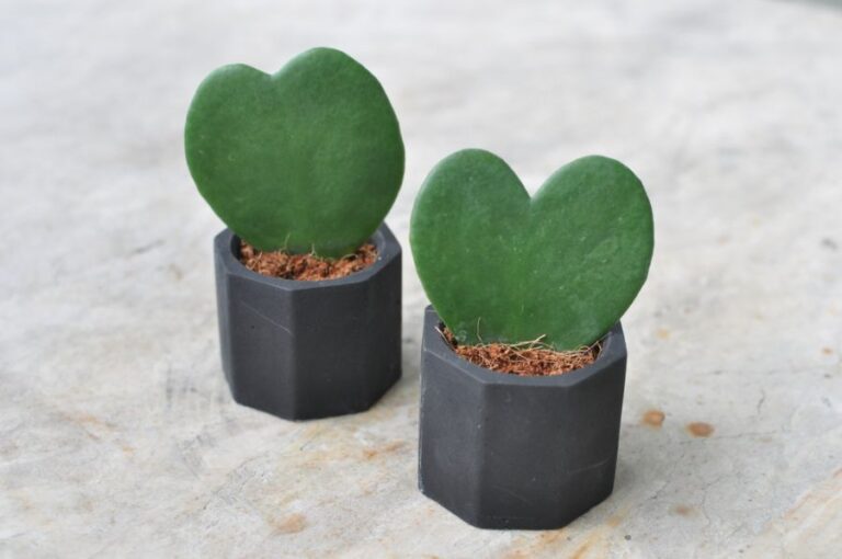 Hoya kerrii Heart Plant in Small Black Planters