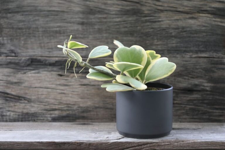 Hoya kerrii albomarginata Plant Growing in a Black Pot
