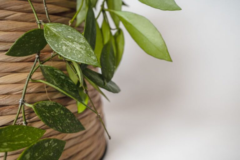Hoya pubicalyx Splash Plant in a Decorative Pot