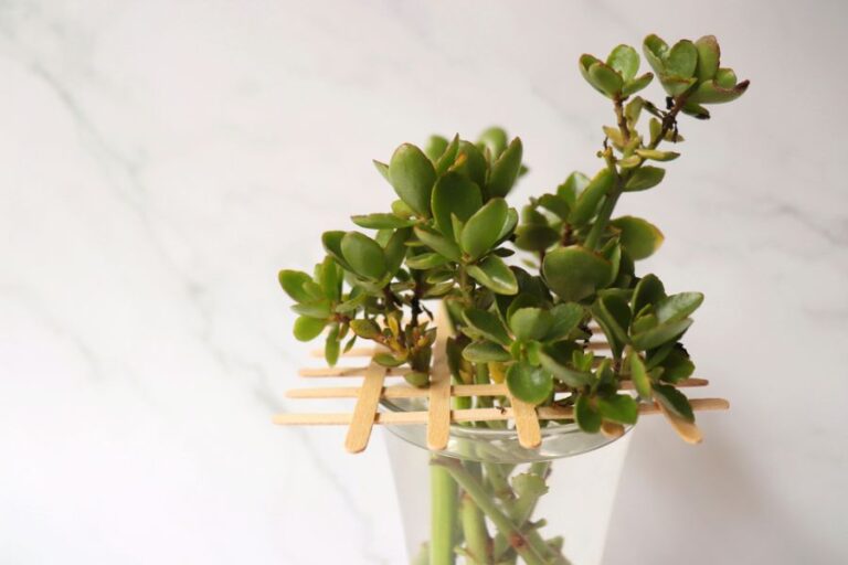 Kalanchoe Being Propagated in a Jar of Water