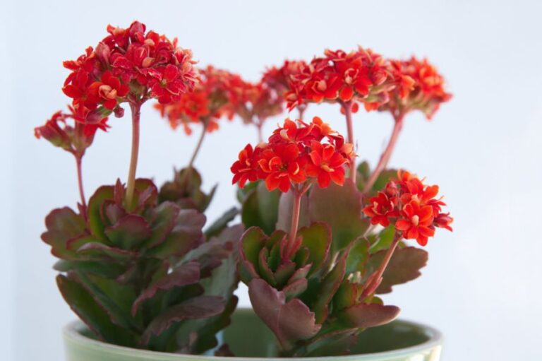 Kalanchoe With Red Flowers and Leaves Turning Red