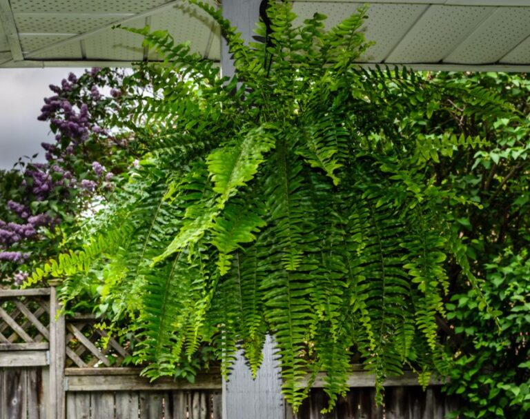 Large Boston Fern Hanging From a Covered Porch
