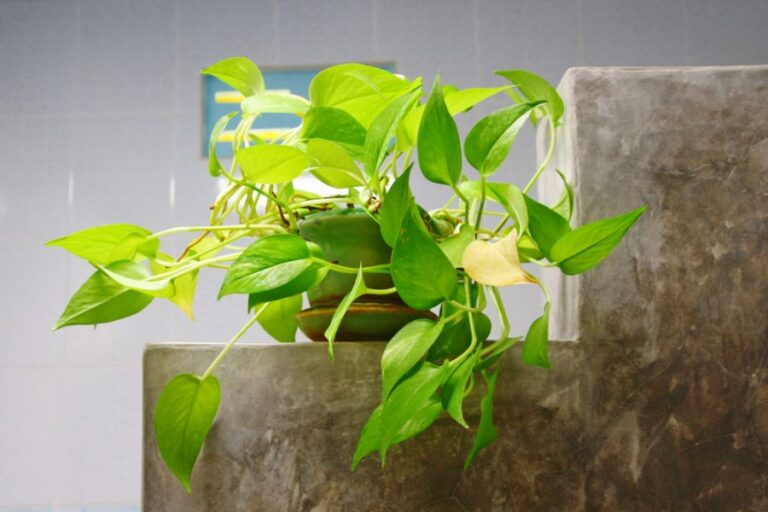 Leggy Golden Pothos in a Pot in the Bathroom