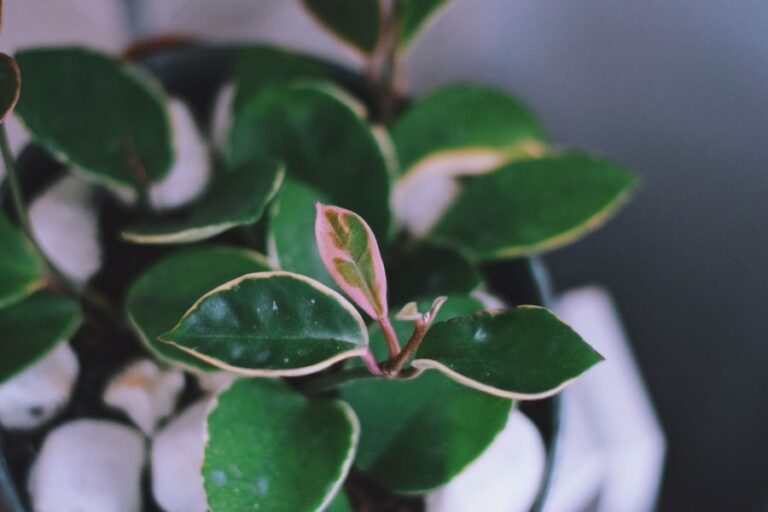New Growth on a Hoya Plant