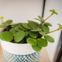 Peperomia tetraphylla Hope Plant in a Green and White Pot