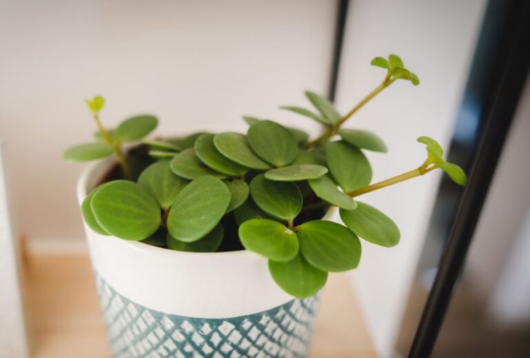 Peperomia tetraphylla Hope Plant in a Green and White Pot