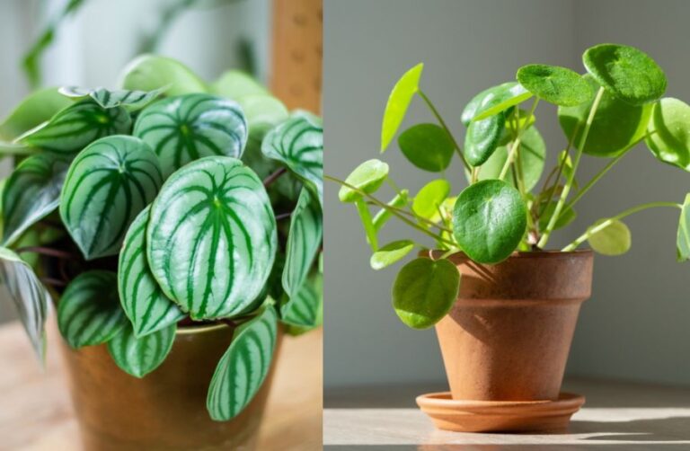 Peperomia vs Pilea