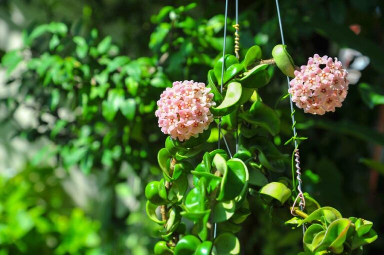 Pink Blooms on a Hoya Plant Climbing the Arms of a Hanging Pot