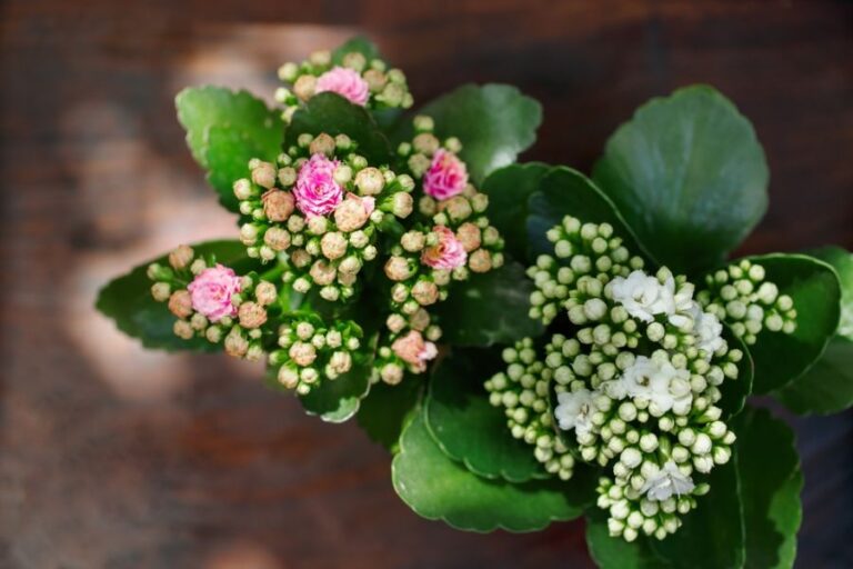 Pink and White Kalanchoe Flowers Starting to Bloom