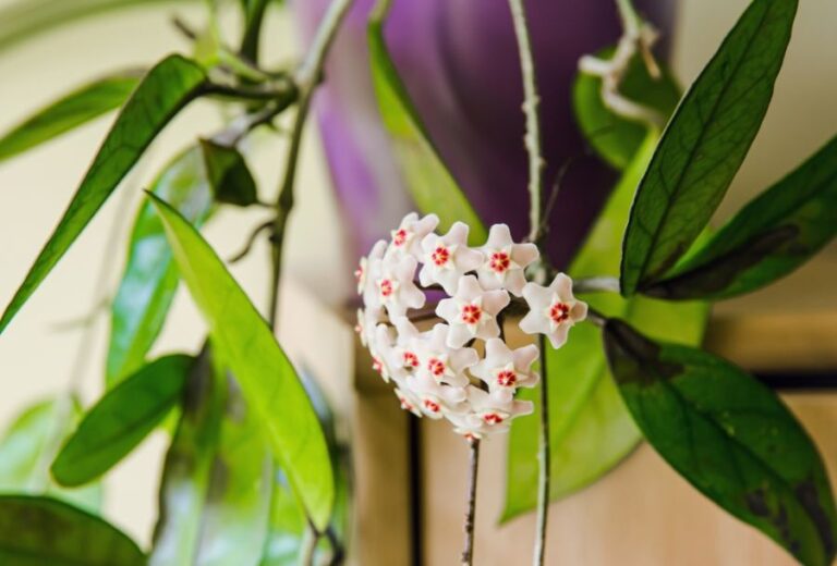 Potted Hoya carnosa in Full Bloom