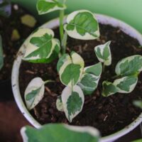 Small Cupid Peperomia Growing in a White Pot