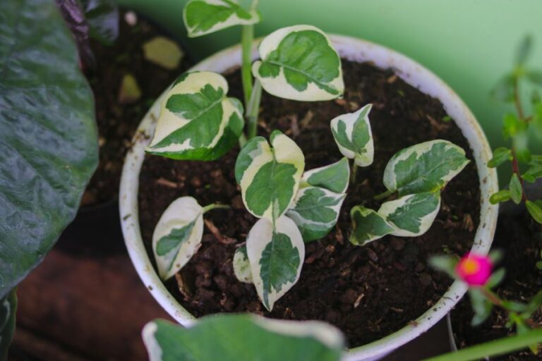 Small Cupid Peperomia Growing in a White Pot