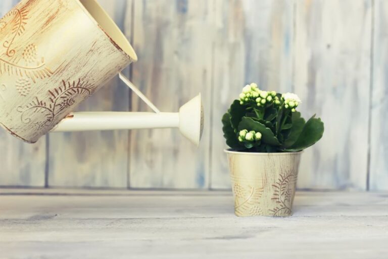 White Kalanchoe Being Watered on a Wooden Background