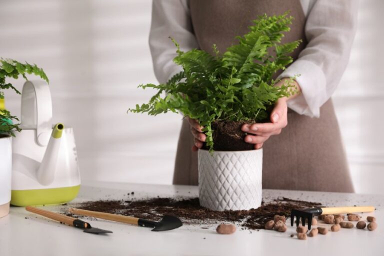 Woman Planting a Fern in a White Container