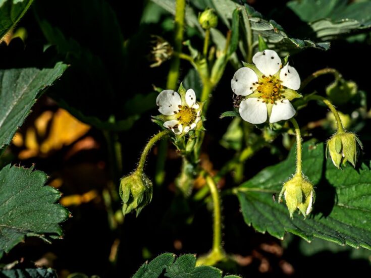 What’s Eating My Strawberries? (9 Possible Culprits) The Practical