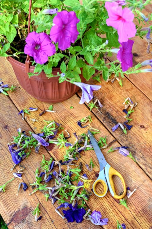 How to Revive Dying Petunias (And What to Look For) - The Practical Planter