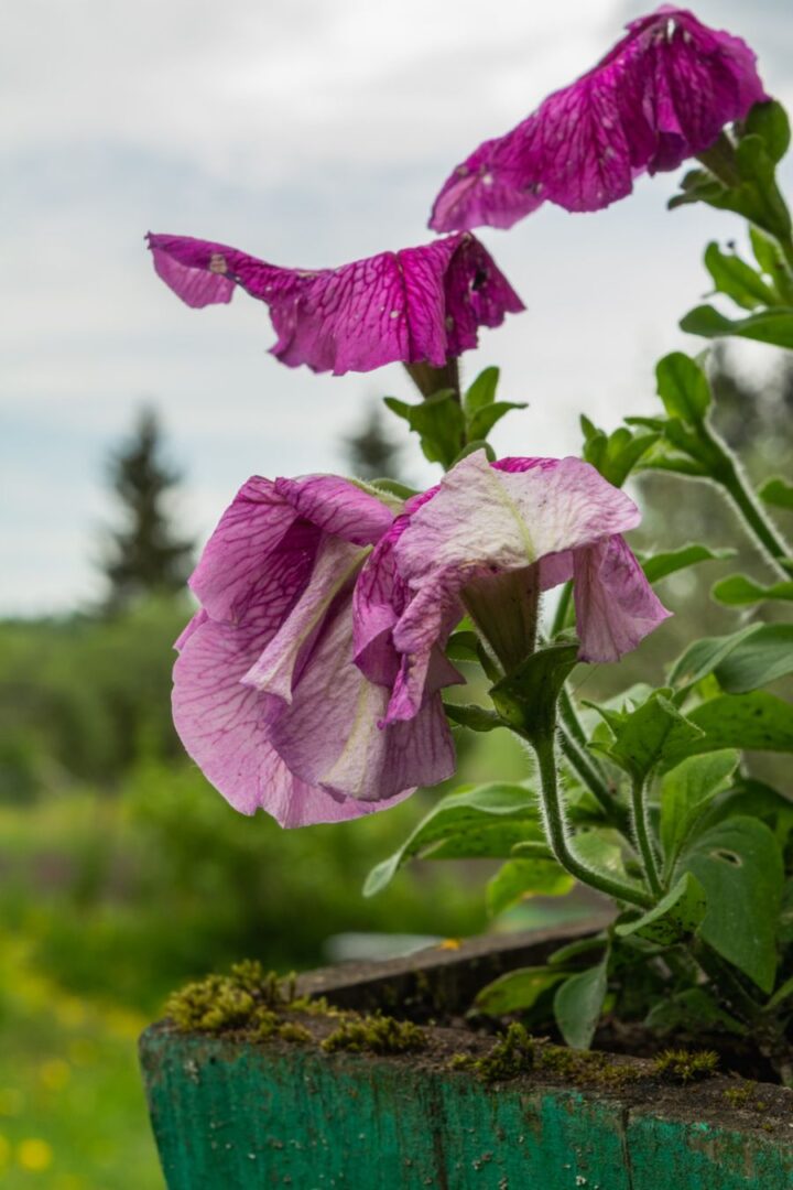 How to Revive Dying Petunias (And What to Look For) - The Practical Planter