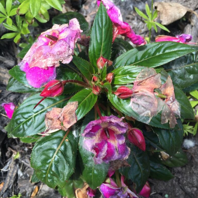 Are Your Impatiens Leaves Turning Yellow? (6 Possible Causes) The Practical Planter