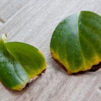 A Couple Yellowed Peperomia Leaves That Have Fallen on the Floor
