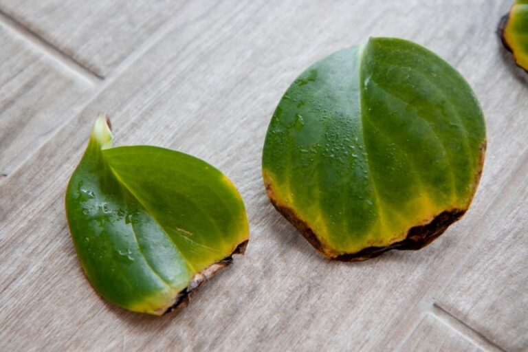 A Couple Yellowed Peperomia Leaves That Have Fallen on the Floor