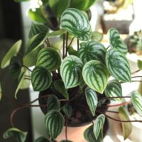 Beautiful Leaves on a Watermelon Peperomia in a Decorative Pot