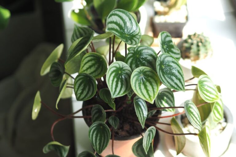 Beautiful Leaves on a Watermelon Peperomia in a Decorative Pot
