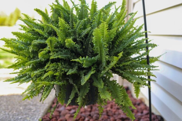 Boston Fern Hanging From a Shepherd's Hook Next to the House