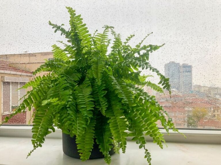 Boston Fern in a Black Pot in Front of a Rainy Window