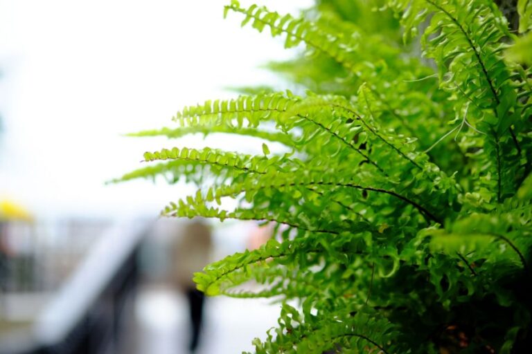 Boston Fern in a Corridor