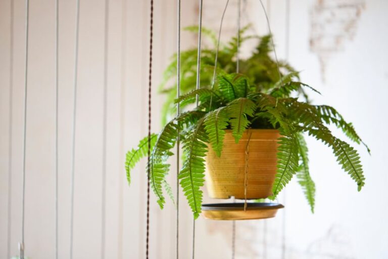 Boston Fern in a Hanging Pot