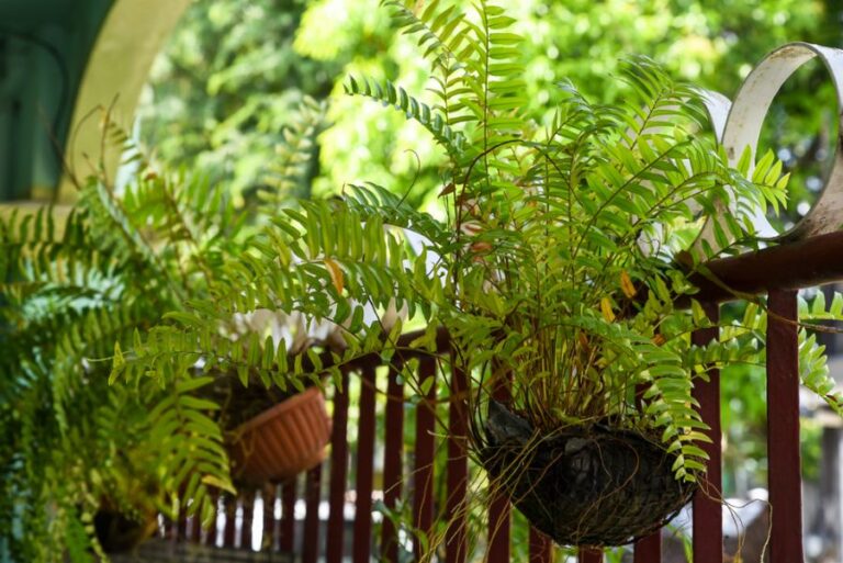 Boston Ferns Hanging on a Steel Fence