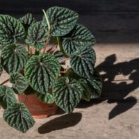 Closeup of an Emerald Ripple Peperomia Causing a Shadow From the Sun