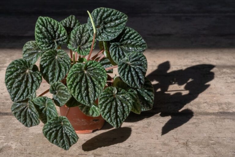 Closeup of an Emerald Ripple Peperomia Causing a Shadow From the Sun