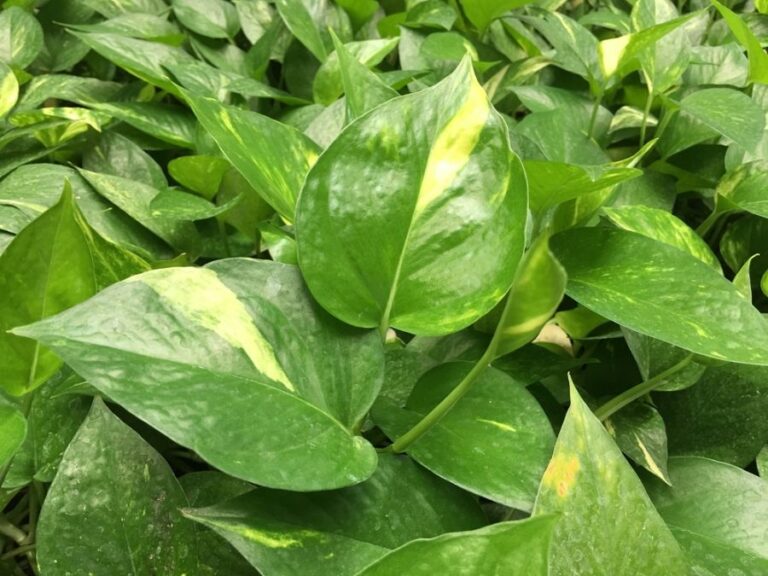 Closeup of the Leaves of a Golden Pothos