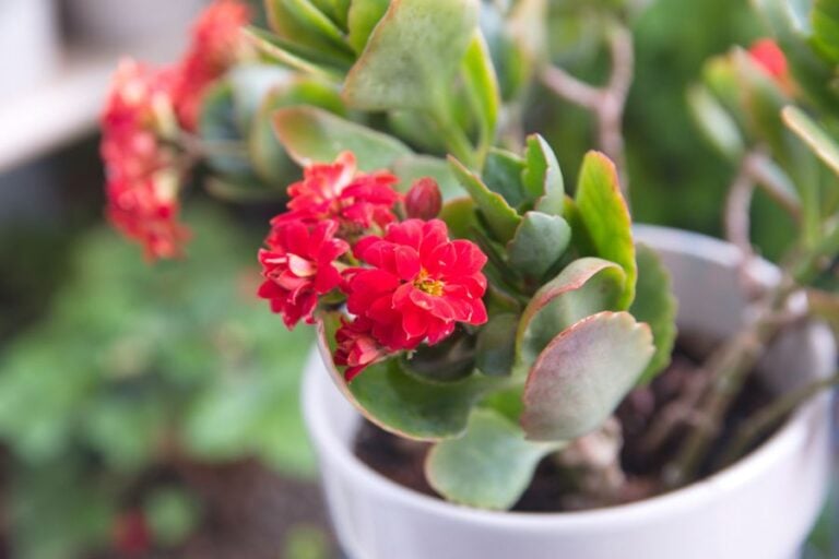Closeup of the Red Flowers on a Kalanchoe