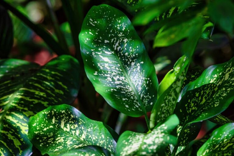 Dappled Sunlight on a Healthy Green Dieffenbachia Exotica