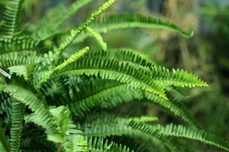 Large Fronds of the Sword or Boston Fern