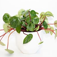 Leggy Watermelon Peperomia in a White Pot