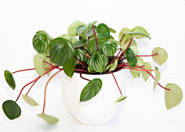 Leggy Watermelon Peperomia in a White Pot