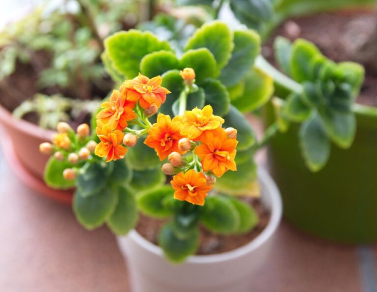 Orange Kalanchoe in a Small White Pot