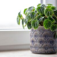 Peperomia caperata Lilian in a Blue Pot