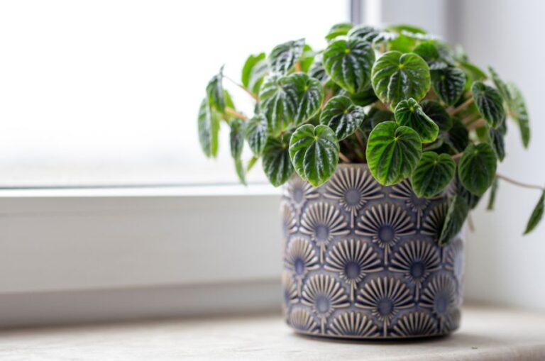 Peperomia caperata Lilian in a Blue Pot