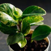 Peperomia obtusifolia With Sunlight Shining on It
